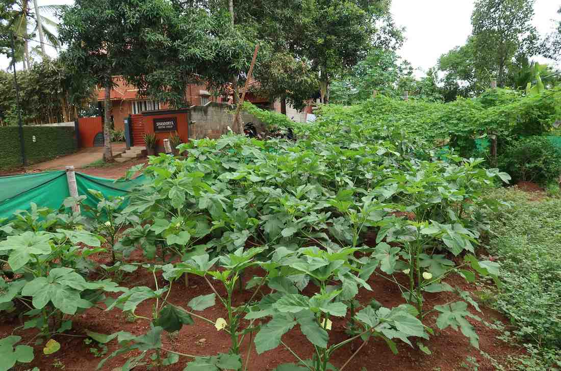 Farm to table Ayurvedic ingredients